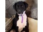 Adopt Piper ! a Black Labrador Retriever, Plott Hound