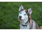 Adopt Vanessa a Siberian Husky