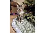 Adopt Prudence a Tabby, Domestic Short Hair