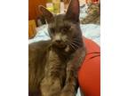 Adopt Pebbles a Russian Blue, Korat