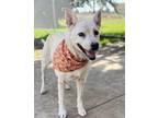 Adopt Symphony a Fox Terrier, Eskimo Dog