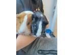 Adopt Cookies & Cream a Guinea Pig