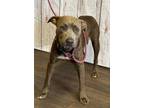 Adopt Claire a American Bully