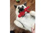 Adopt Petunia a German Shepherd Dog, Anatolian Shepherd