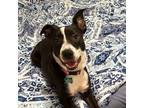 Adopt Chloe a Australian Cattle Dog / Blue Heeler, Pit Bull Terrier