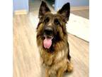 Adopt Emory a German Shepherd Dog