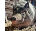 Adopt Frankie a Pig