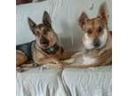Adopt Alpha and Omega a German Shepherd Dog, Rottweiler