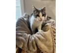 Adopt Monica a Domestic Short Hair