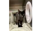 Adopt BABETTE a Domestic Short Hair