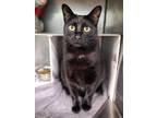 Adopt AMITY a Domestic Short Hair