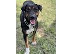 Adopt SARA a Plott Hound, Mixed Breed