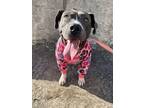 Adopt Pippi a Pit Bull Terrier