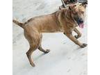 Adopt Myshka a Plott Hound, Mountain Dog
