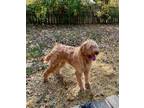 Adopt Tammy a Goldendoodle