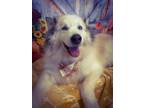 Adopt Kona a Siberian Husky, Great Pyrenees