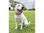 Adopt Brie a Pit Bull Terrier
