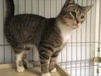 Adopt Skip-Bo a Domestic Short Hair