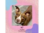 Adopt Maisy a American Staffordshire Terrier, Terrier