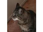 Adopt Cherrio (& Shadow) a Tabby, Domestic Short Hair