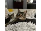 Adopt Sage a Tabby, Domestic Long Hair