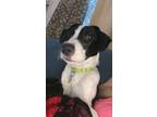 Adopt Emma a Border Collie, Hound