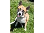 Adopt LADYBUG NEEDS A HOME a Akita, Husky