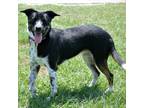 Adopt Popsicle (Poppi) a Australian Cattle Dog / Blue Heeler, Cattle Dog