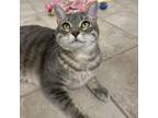 Adopt Zora a Domestic Short Hair