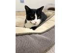 Adopt Tilly a Domestic Short Hair