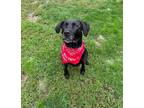 Adopt Pandora a Black Labrador Retriever