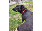 Adopt Jasmine a German Shepherd Dog