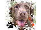 Adopt Betsy a Chocolate Labrador Retriever