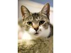 Adopt Reign a American Shorthair