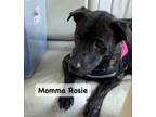 Adopt Rosie a Plott Hound