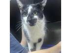 Adopt Oreo a Domestic Short Hair