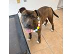 Adopt Clark a Pit Bull Terrier