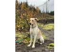 Adopt Dini a German Shepherd Dog, Yellow Labrador Retriever