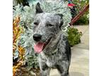 Adopt OAKLEY a Australian Cattle Dog / Blue Heeler, Mixed Breed