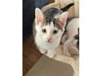Adopt TJ (bonded with Spot) a Domestic Short Hair, Tabby