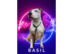 Adopt Basil a Terrier, Mixed Breed
