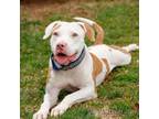 Adopt Diego 10363 a American Staffordshire Terrier, Basset Hound