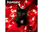 Adopt Dominic a Domestic Short Hair