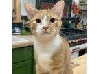 Adopt Jethro a American Shorthair