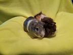 Adopt Hampton and Hamilton a Guinea Pig