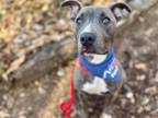 Adopt ELWOOD a Pit Bull Terrier