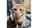 Adopt Memo a Domestic Short Hair