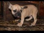 French Bulldog Puppy for sale in Wickliffe, KY, USA