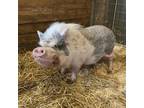 Adopt Hampton a Pig