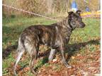 Adopt Sonny (aka Lonesome) (Neutered) a Mountain Cur, Shepherd